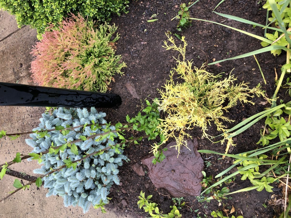 Туя шаровидная Голден Глобе - фото 2