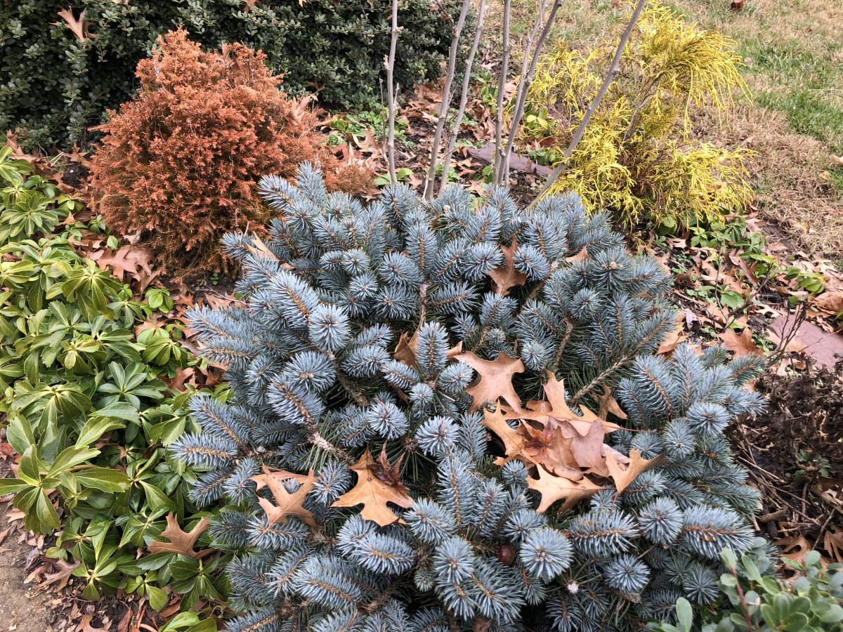 Туя шаровидная Голден Глобе - фото 5