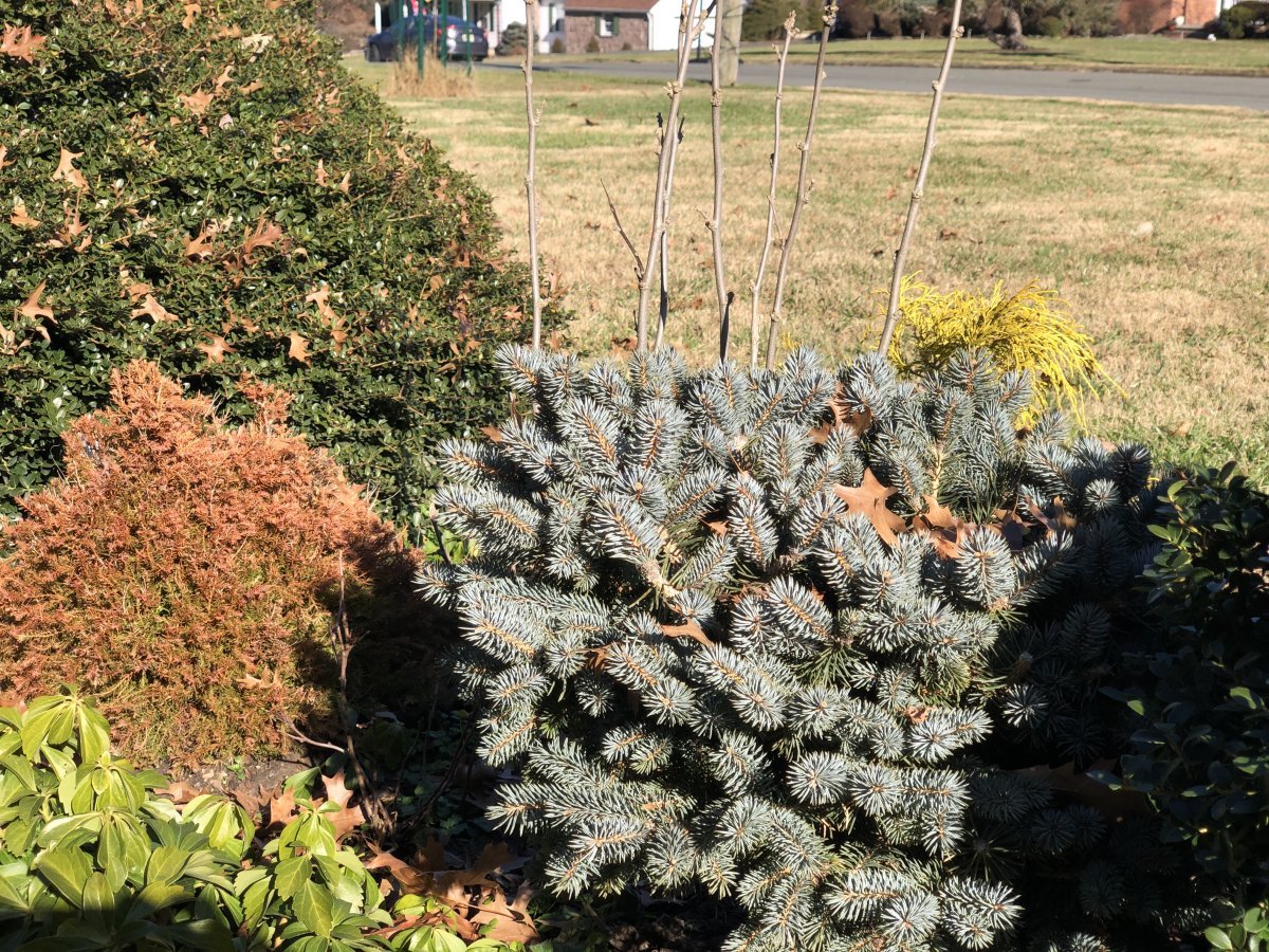 Туя шаровидная Голден Глобе - фото 9