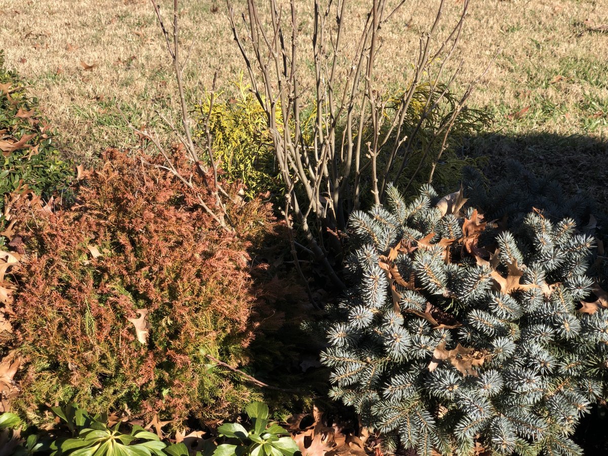 Туя шаровидная Голден Глобе - фото 8