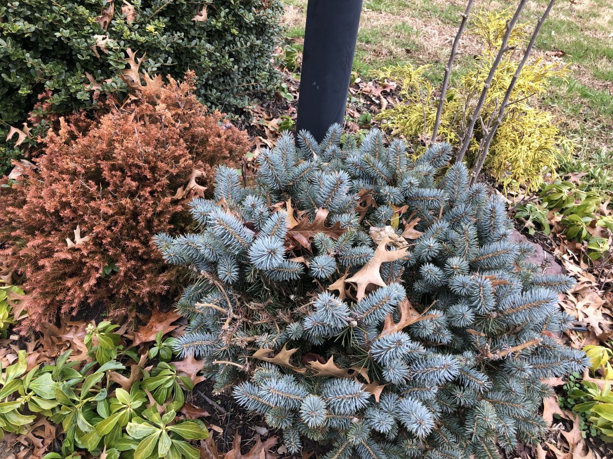 Туя шаровидная Голден Глобе - фото 6