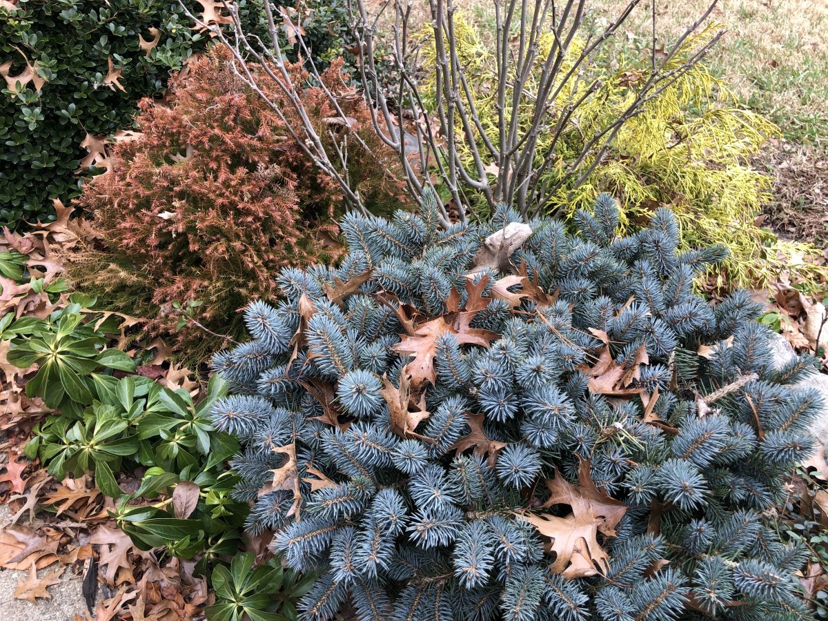 Туя шаровидная Голден Глобе - фото 7