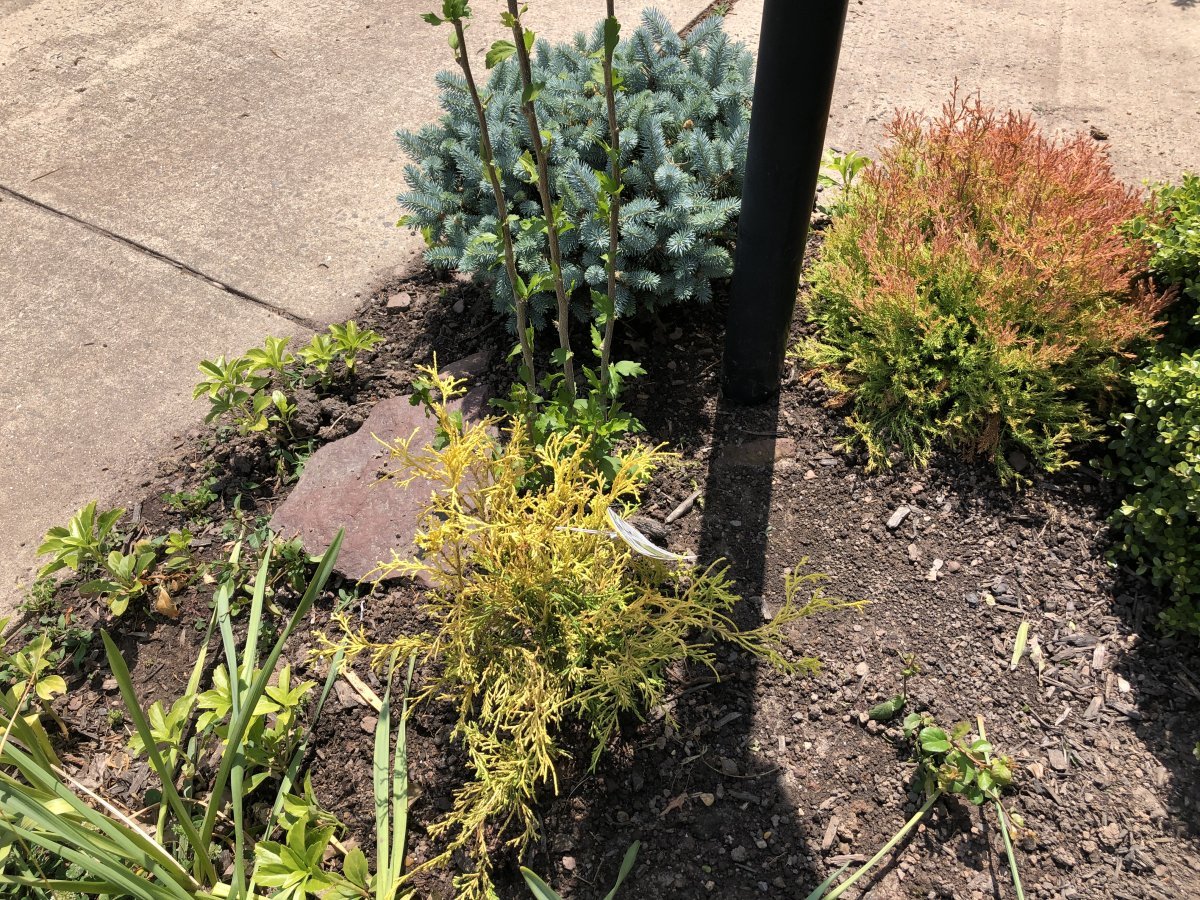 Туя шаровидная Голден Глобе - фото 3