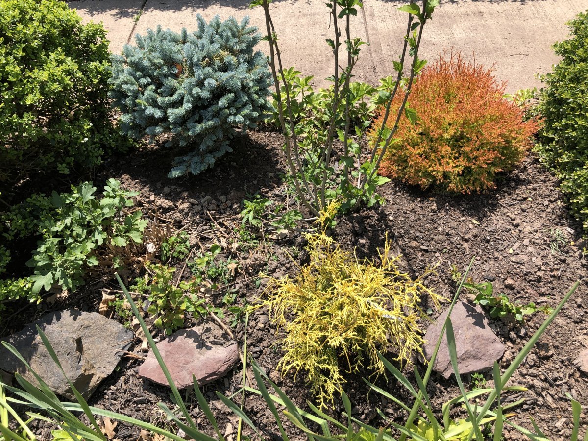 Туя шаровидная Голден Глобе - фото 4