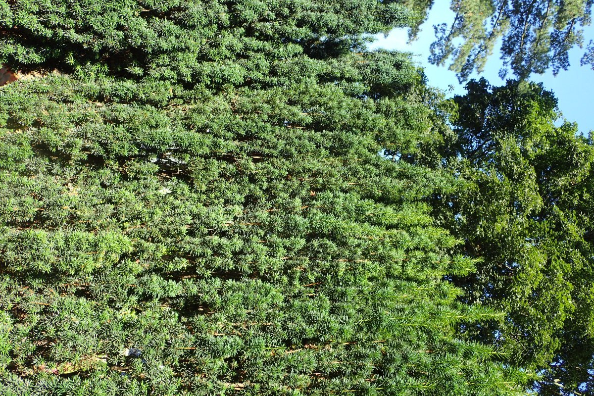 Тис ягодный Фастигиата Робуста