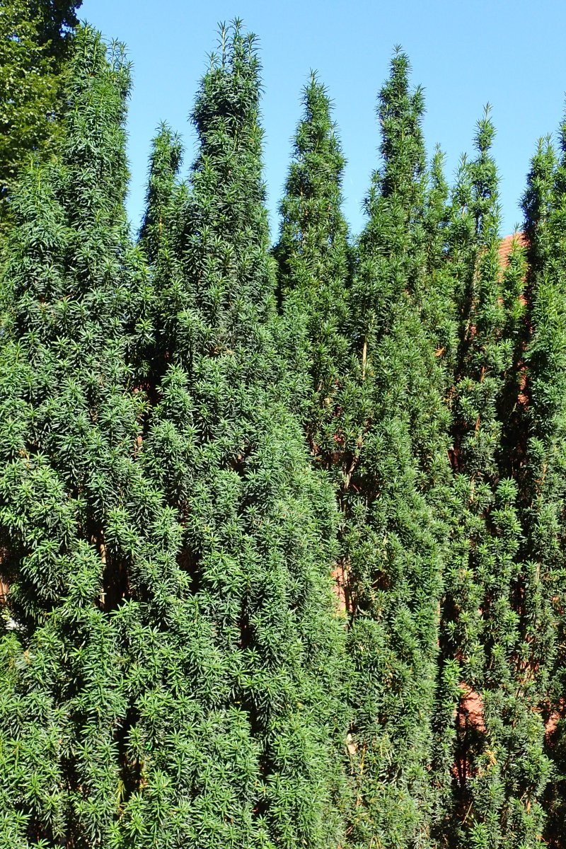 Тис ягодный Фастигиата Робуста - фото 2