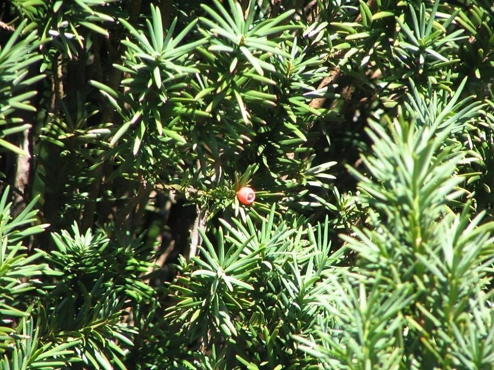 Тис ягодный Фастигиата Робуста - фото 4