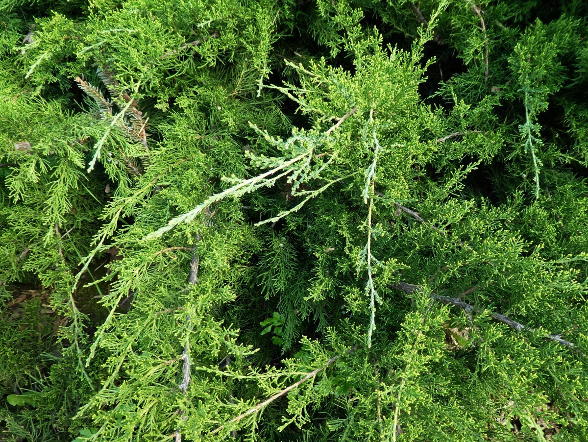 Можжевельник средний Минт Джулеп - фото 7