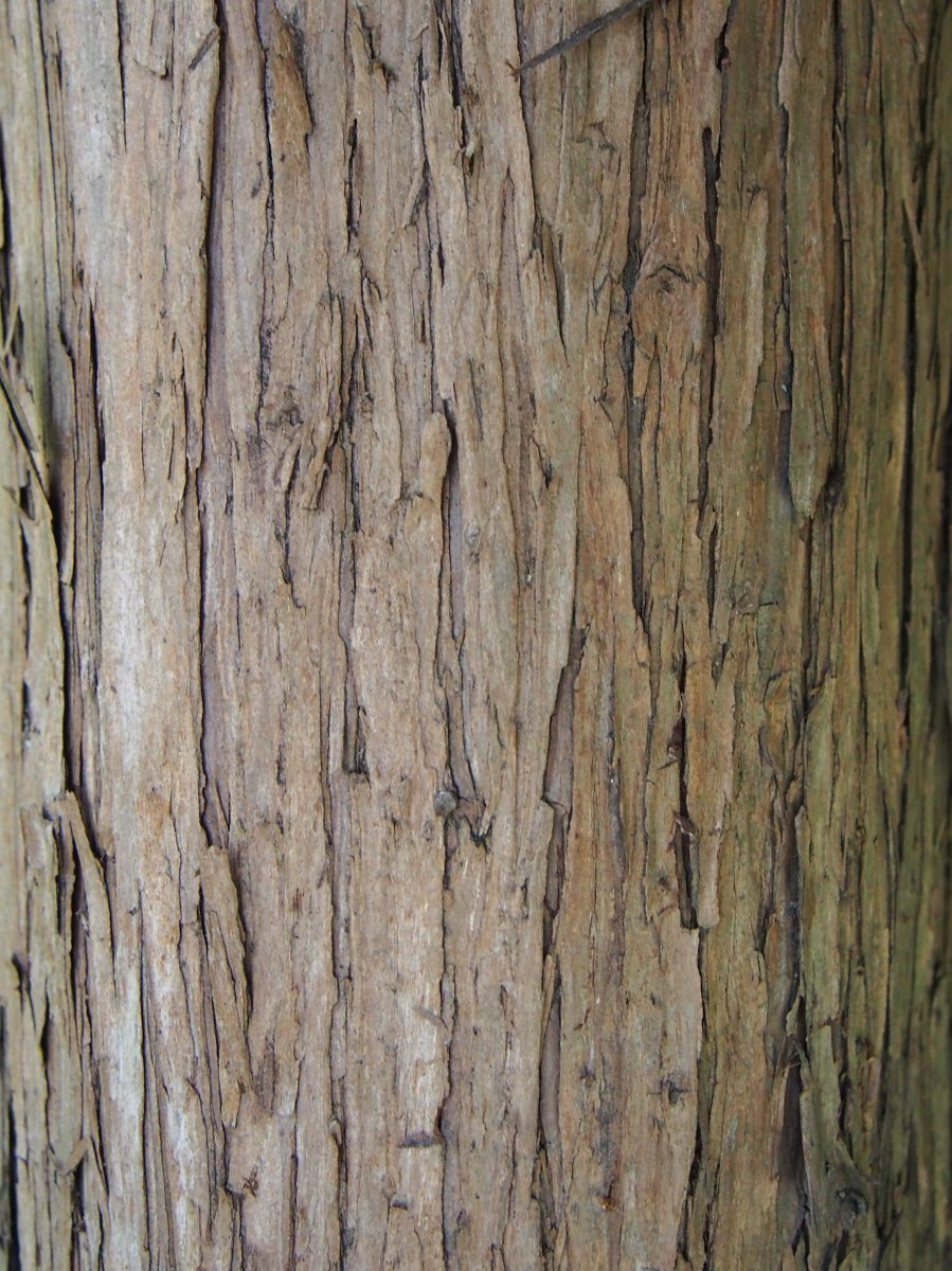 Можжевельник средний Минт Джулеп - фото 2