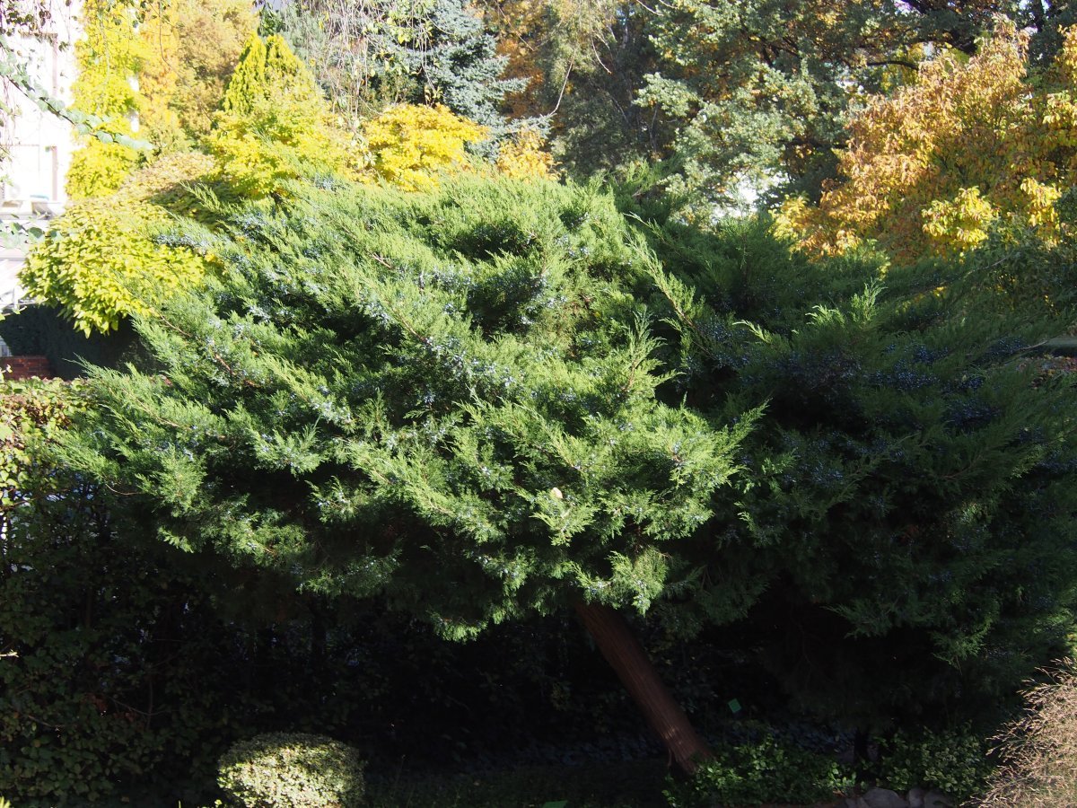 Можжевельник средний Минт Джулеп - фото 4