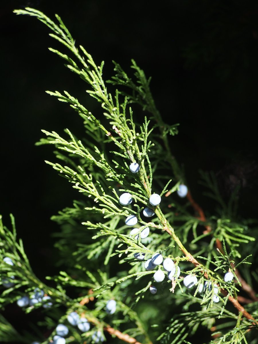 Можжевельник средний Минт Джулеп - фото 5