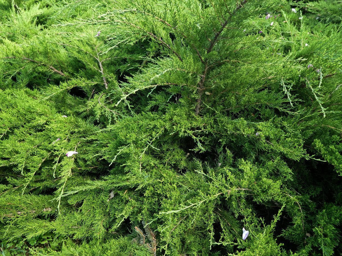 Можжевельник средний Минт Джулеп - фото 8