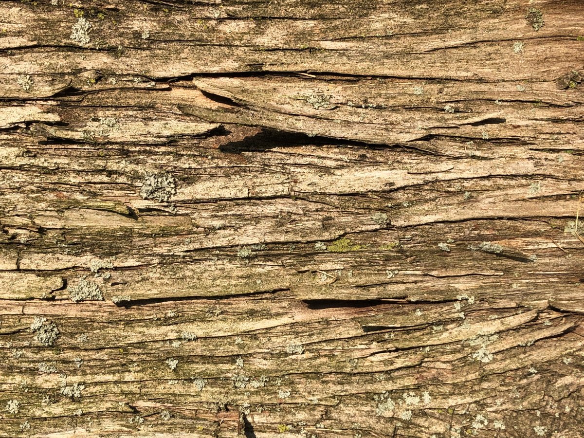 Туя западная Рейнголд - фото 2