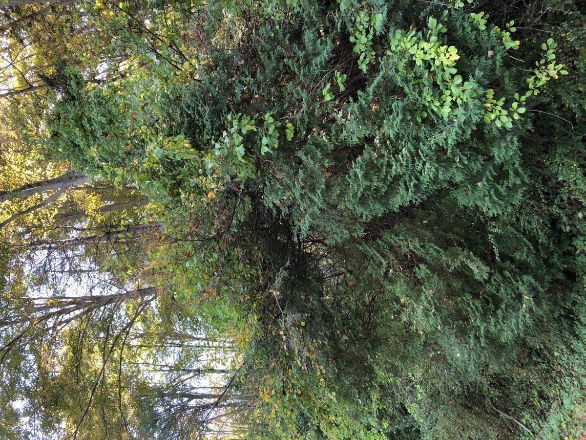 Туя западная Рейнголд - фото 7