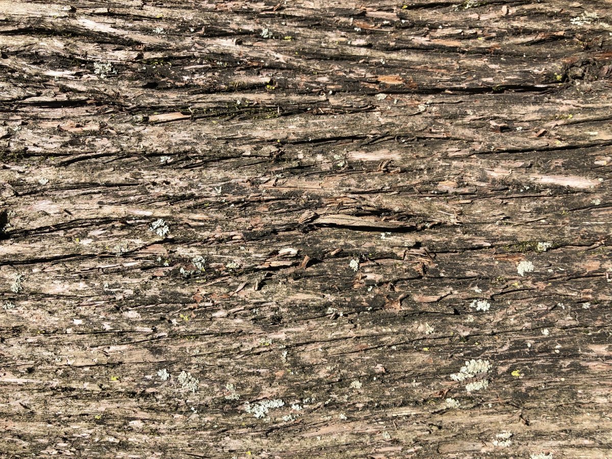 Туя западная Рейнголд - фото 5