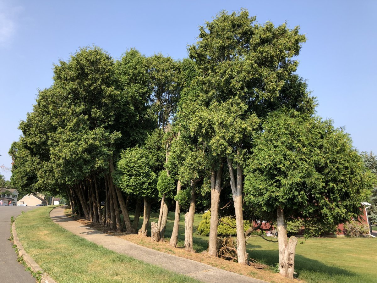 Туя западная Рейнголд - фото 3