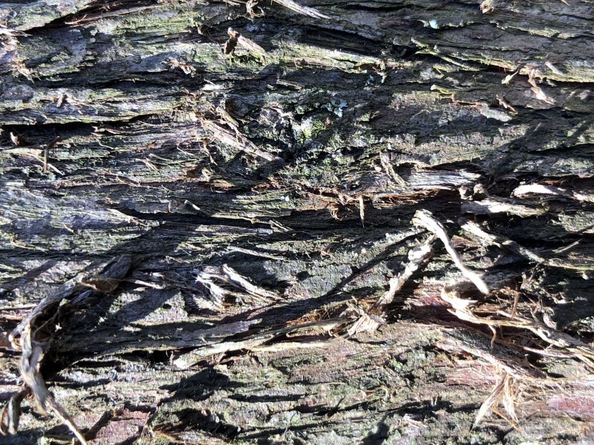 Туя западная Рейнголд