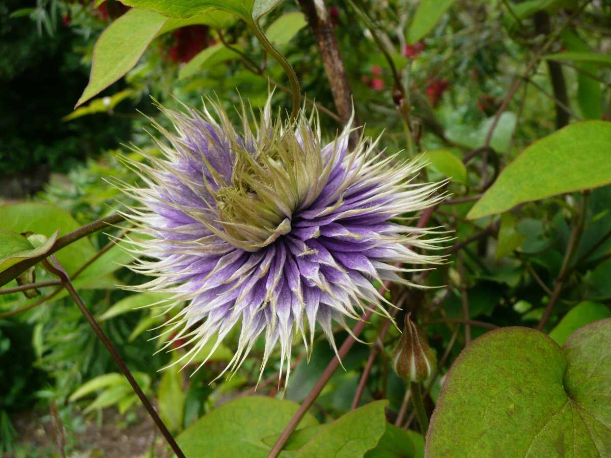 Клематис Мульти Блю махровый крупноцветковый - фото 9