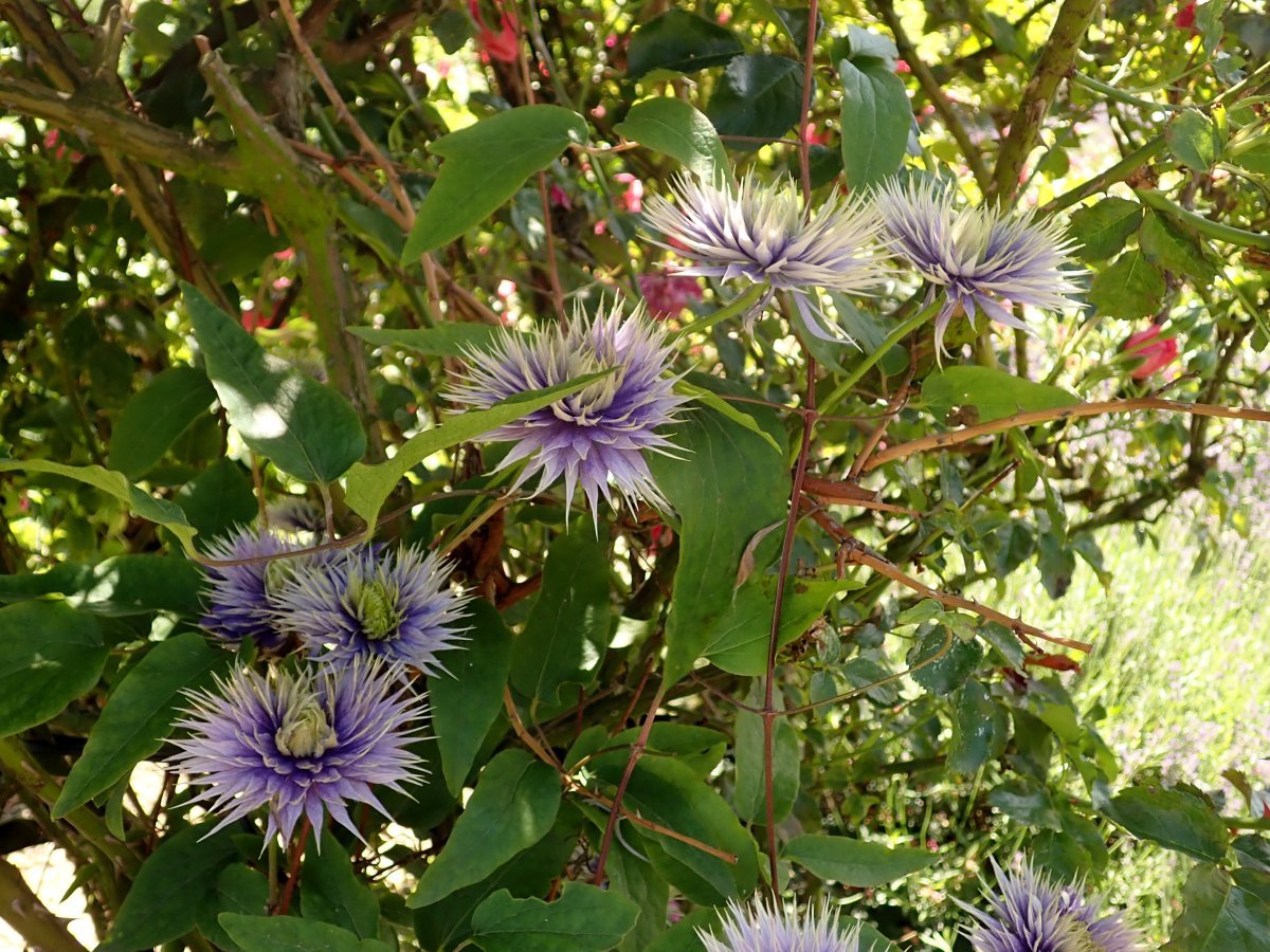 Клематис Мульти Блю махровый крупноцветковый - фото 6