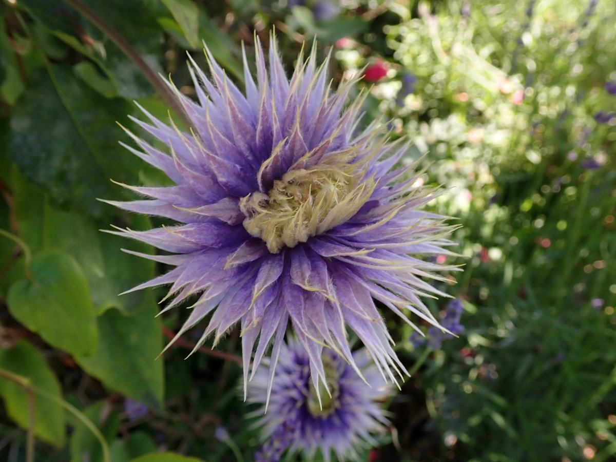 Клематис Мульти Блю махровый крупноцветковый - фото 5