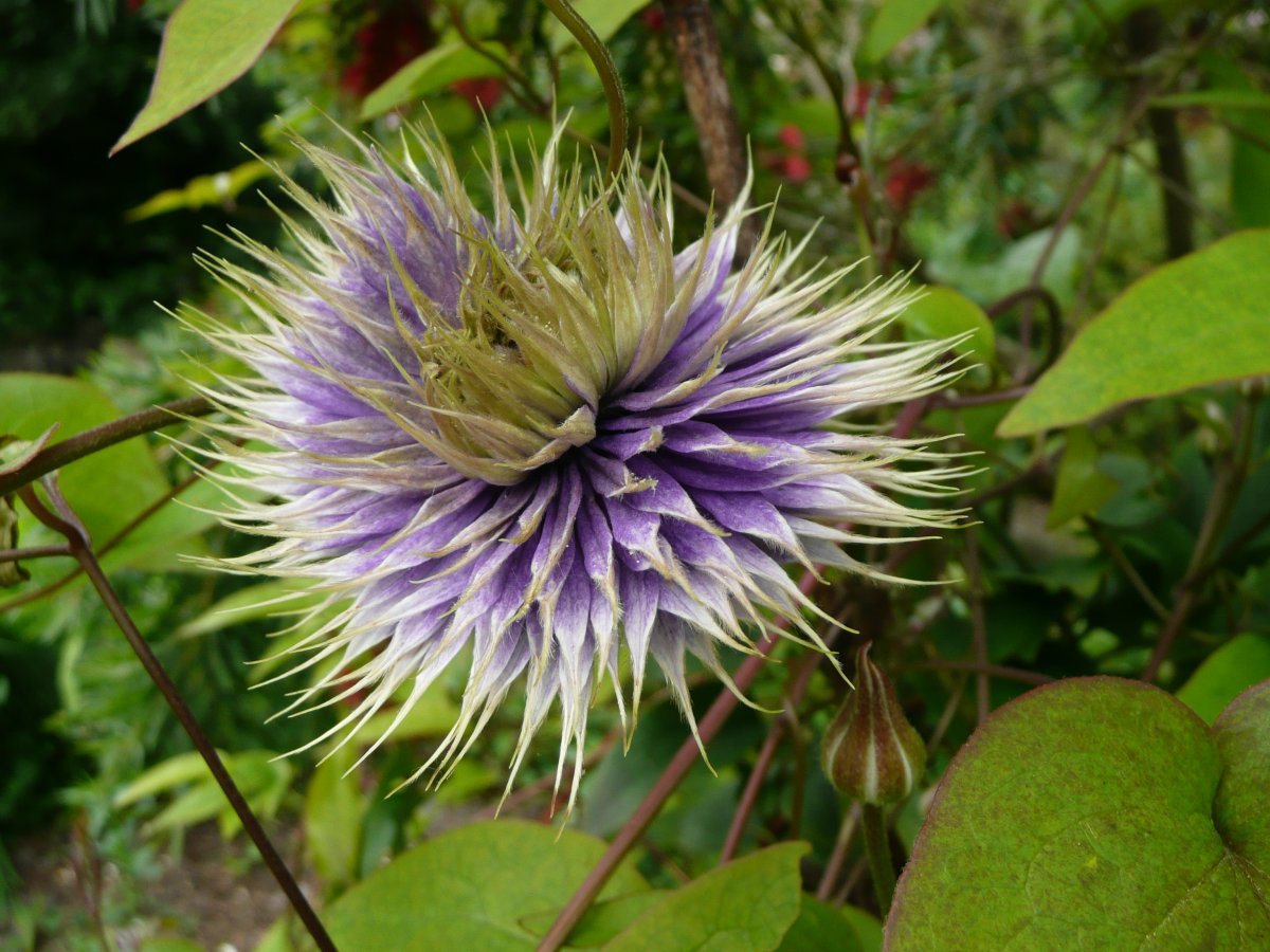 Клематис Мульти Блю махровый крупноцветковый - фото 10