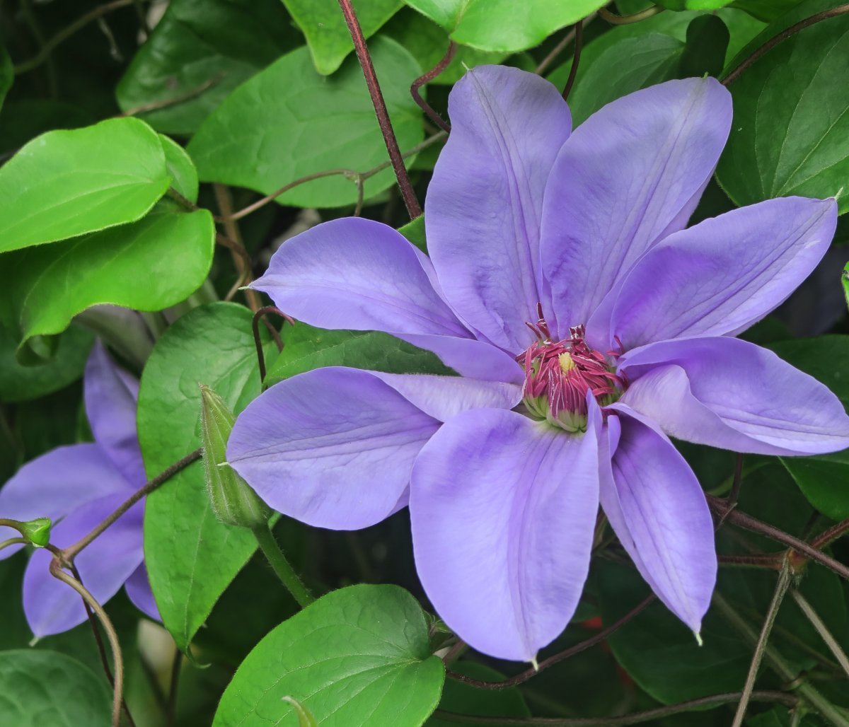 Клематис Рапсодия крупноцветковый