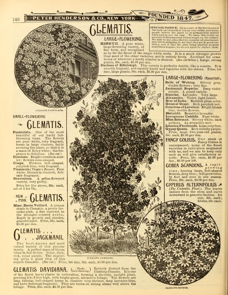 Клематис Мисс Бейтман крупноцветковый - фото 8