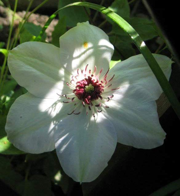 Клематис Мисс Бейтман крупноцветковый - фото 9