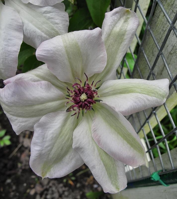 Клематис Мисс Бейтман крупноцветковый - фото 7