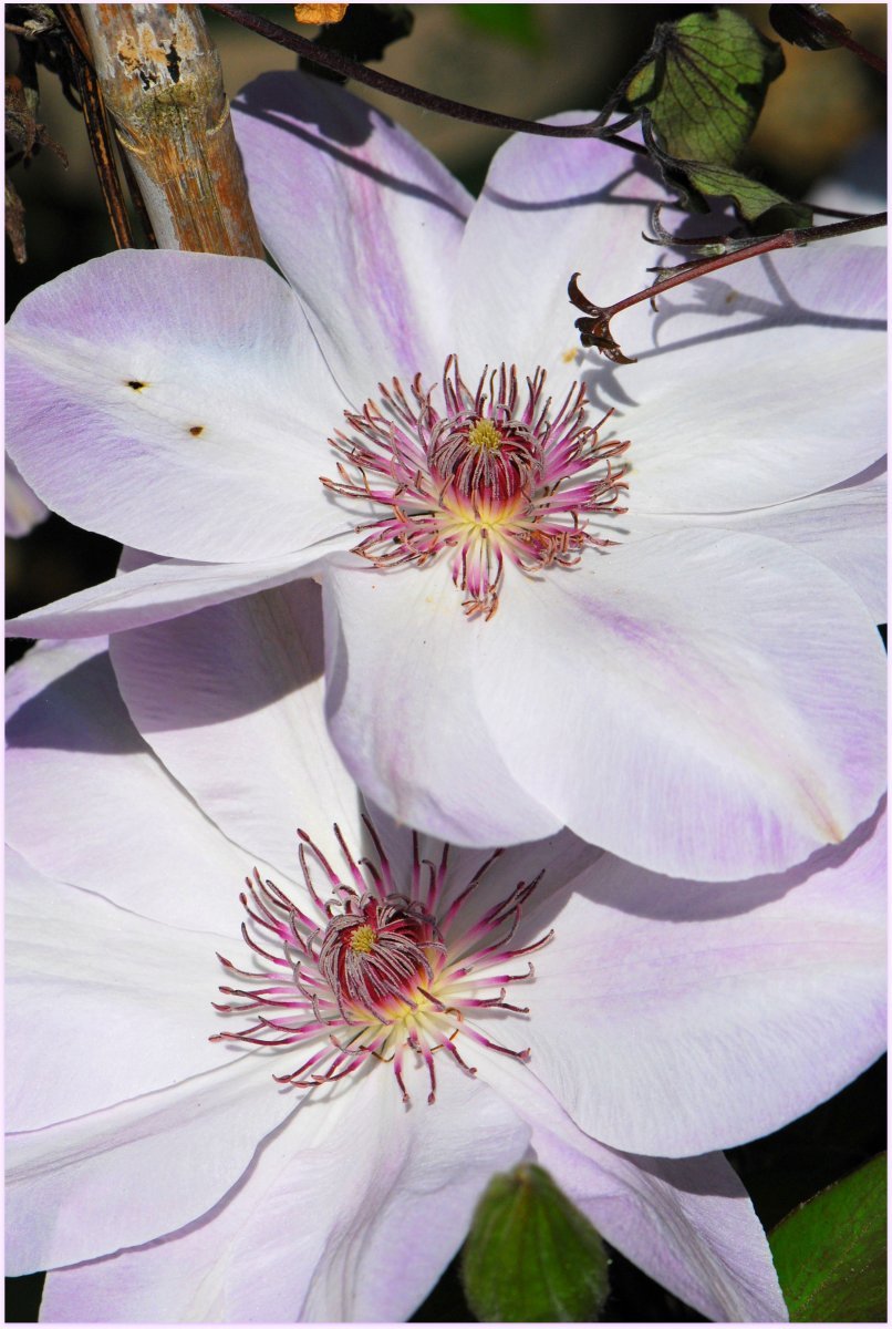 Клематис Мисс Бейтман крупноцветковый - фото 2