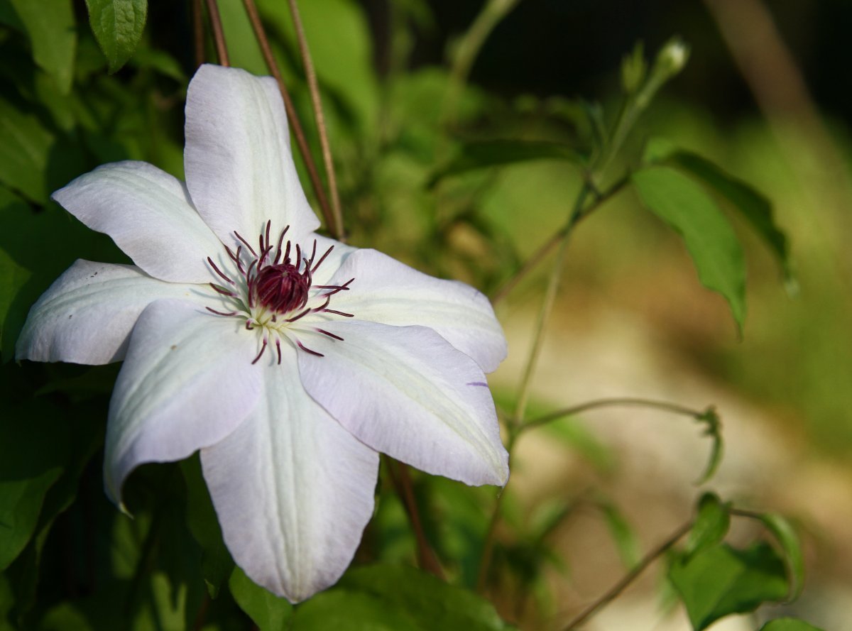 Клематис Мисс Бейтман крупноцветковый - фото 4