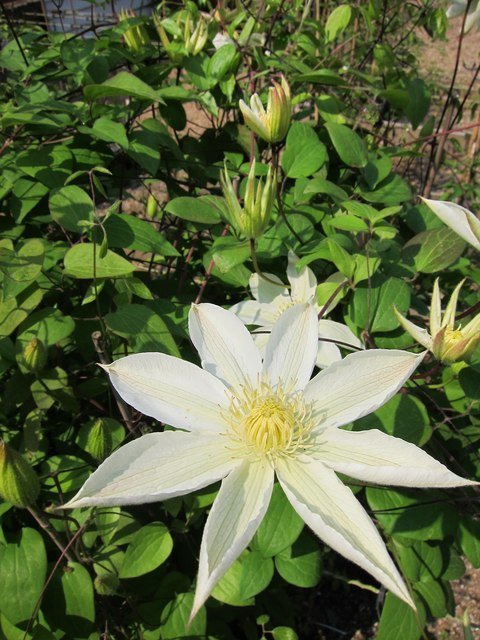 Клематис Мисс Бейтман крупноцветковый - фото 6