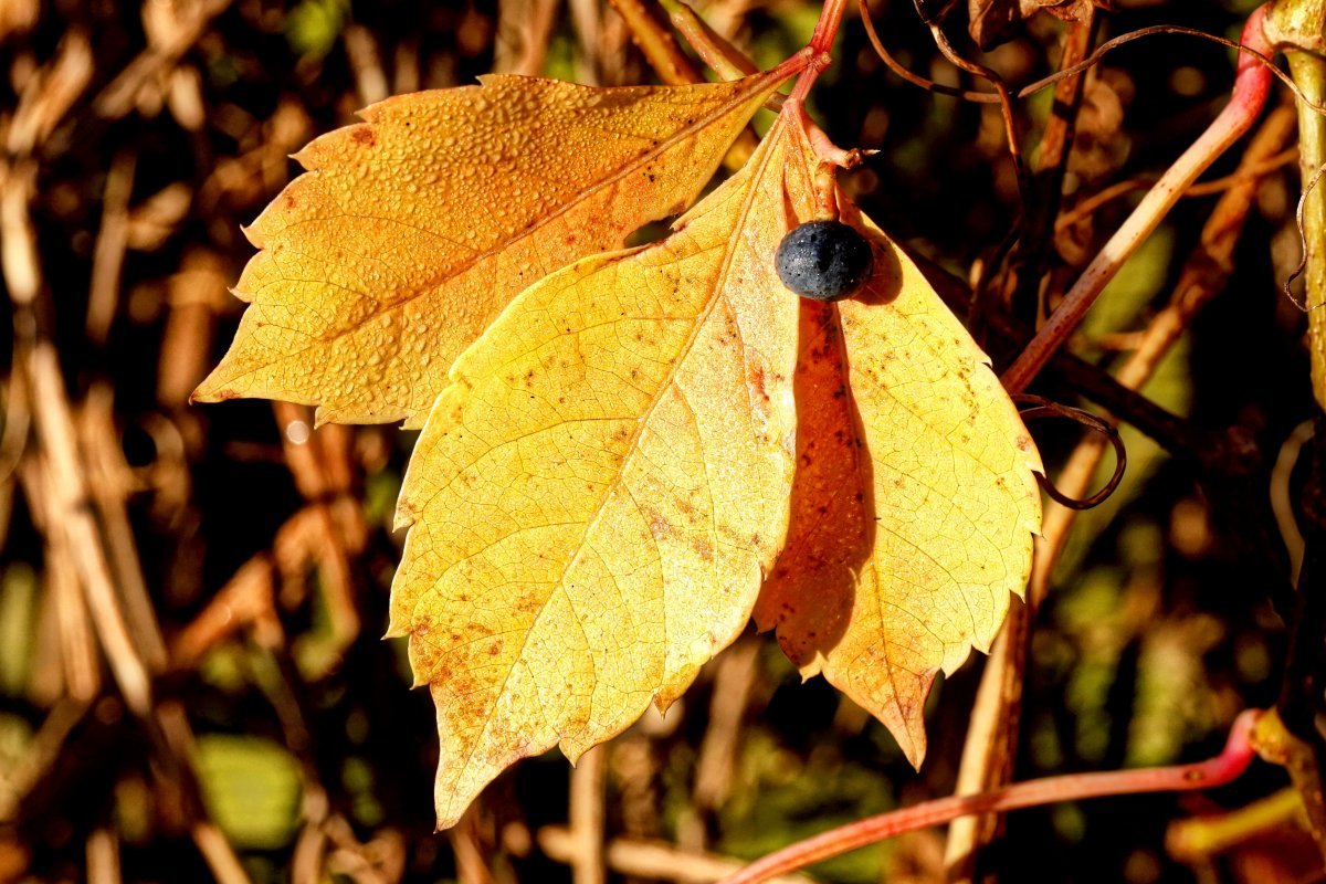 Девичий виноград Энгельмана - фото 6