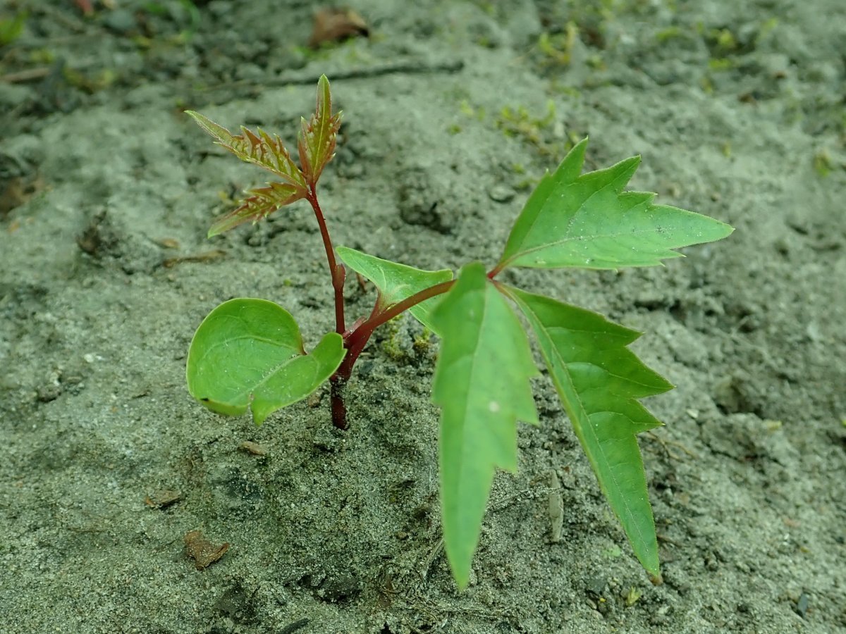Девичий виноград Энгельмана - фото 9