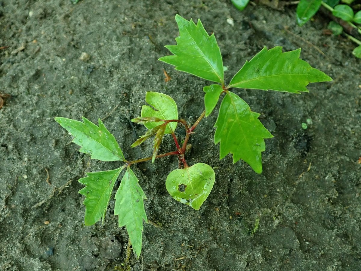 Девичий виноград Энгельмана - фото 10