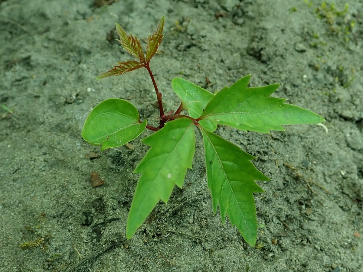 Девичий виноград Энгельмана - фото 7