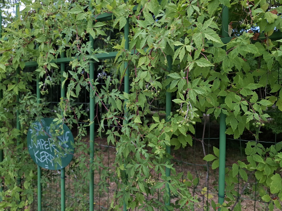 Девичий виноград Энгельмана - фото 3