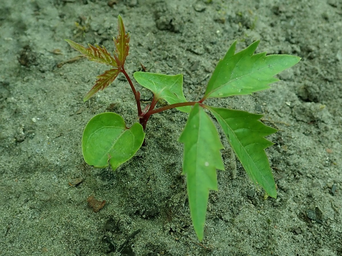 Девичий виноград Энгельмана - фото 8