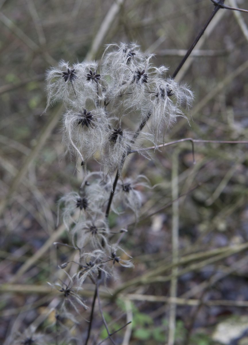 Клематис виноградолистный - фото 7