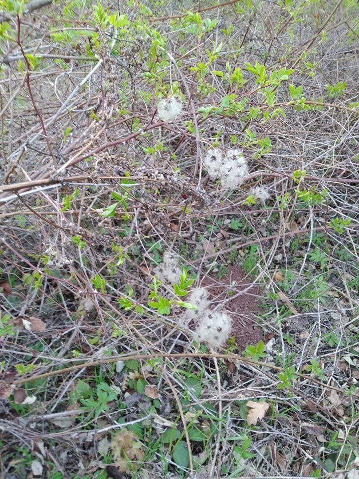 Клематис виноградолистный - фото 5