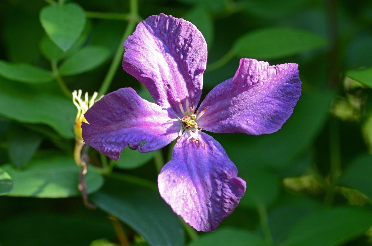 Клематис Полиш Спирит крупноцветковый - фото 2