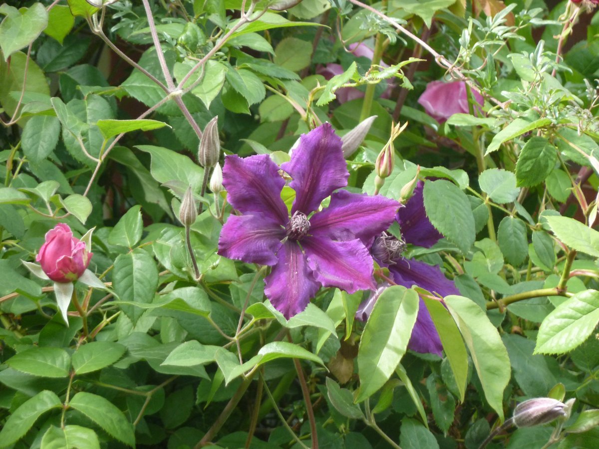 Клематис Полиш Спирит крупноцветковый