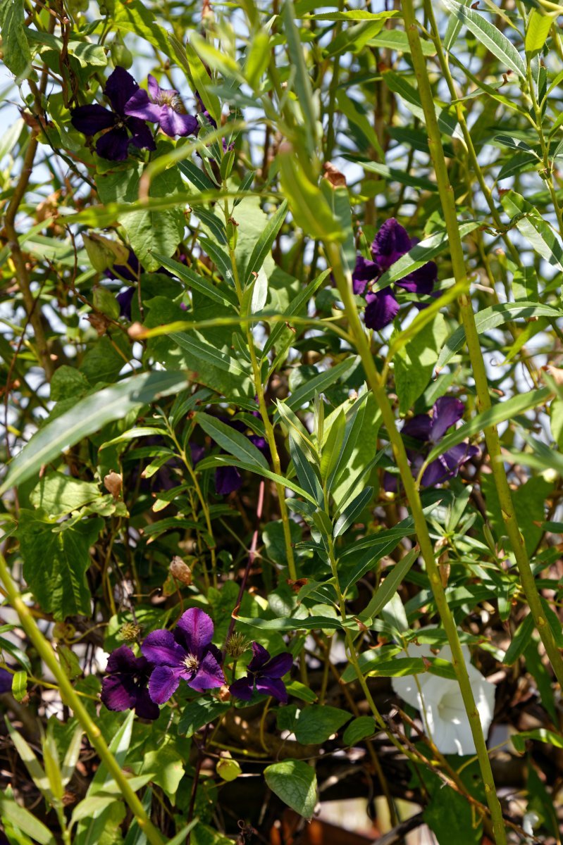 Клематис Стар Ривер