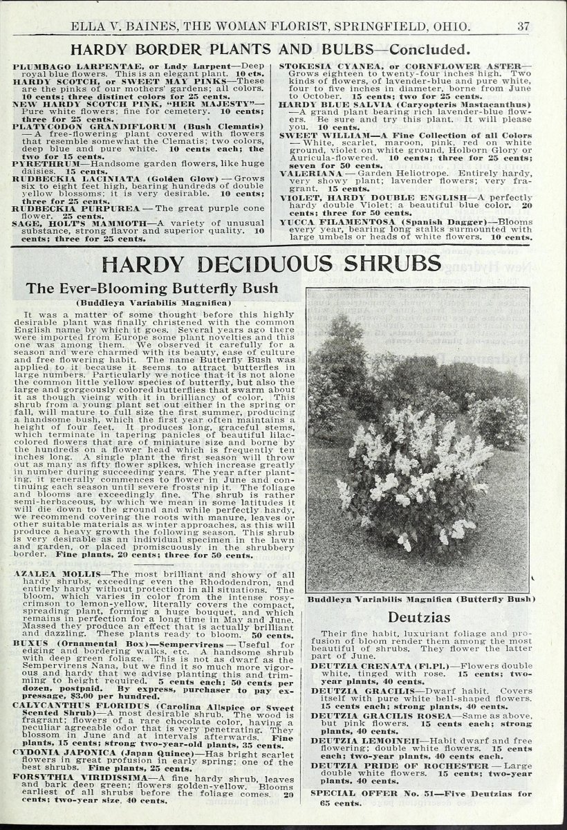 Клематис Лемон Бьюти - фото 4