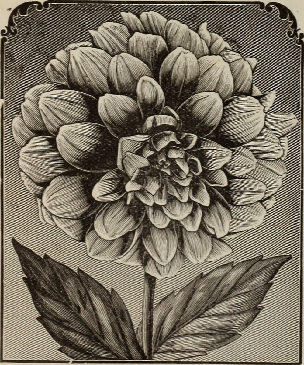 Клематис Лемон Бьюти - фото 3