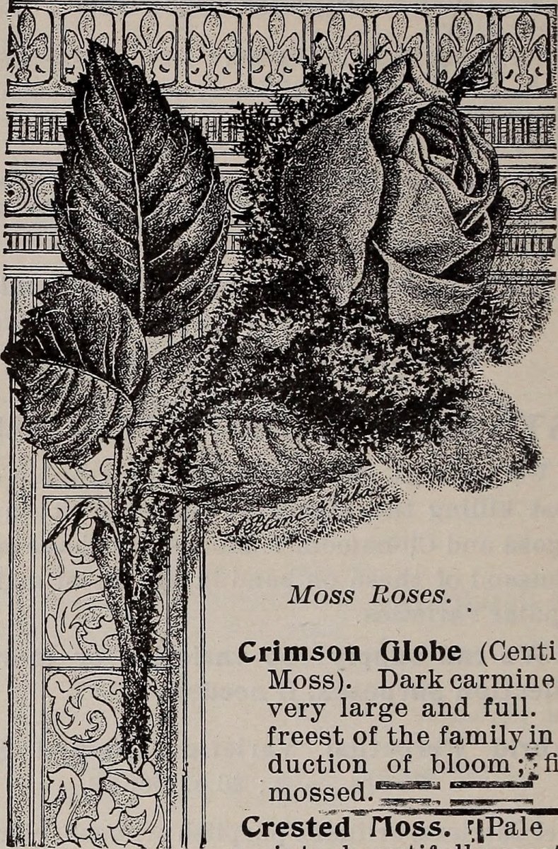 Клематис Лемон Бьюти - фото 2