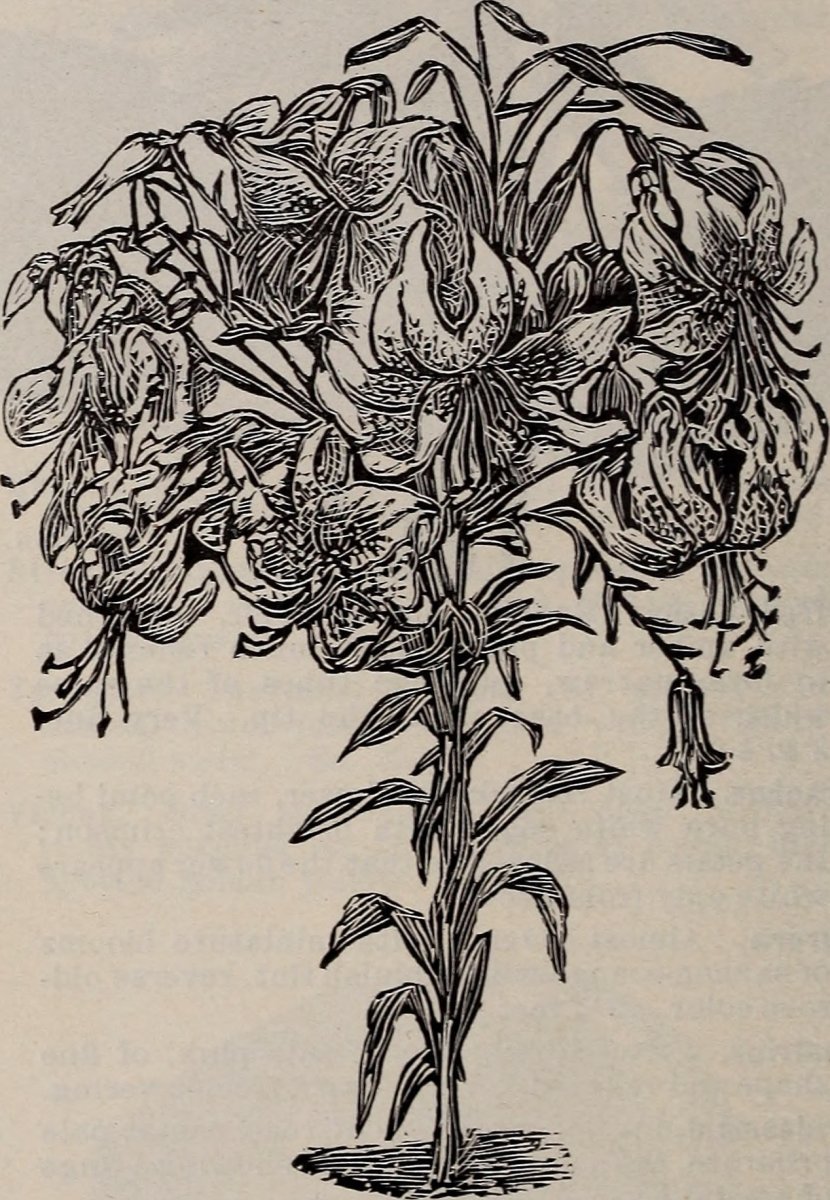 Клематис Лемон Бьюти