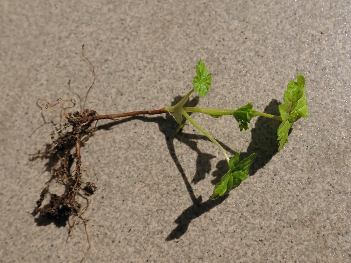 Смородина Плотнокистная черная - фото 6