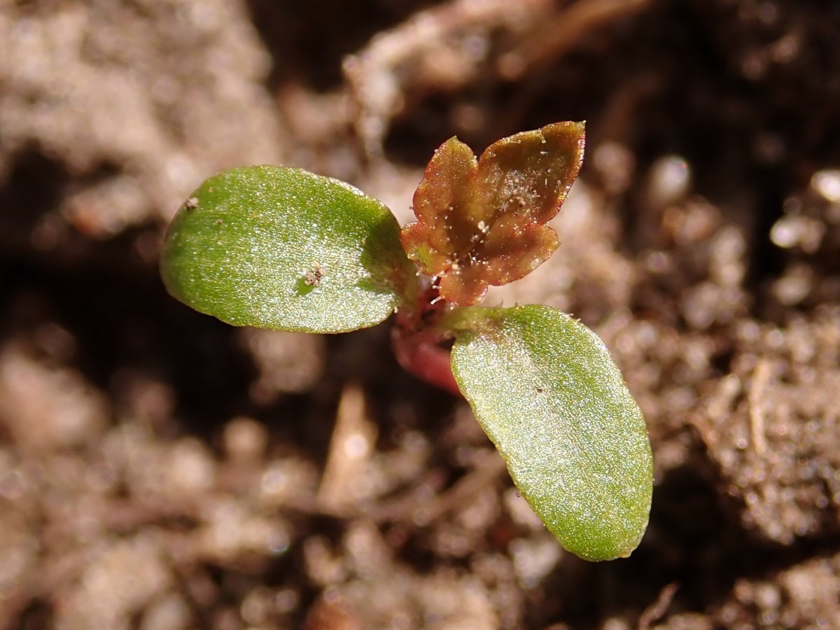 Смородина Плотнокистная черная - фото 3