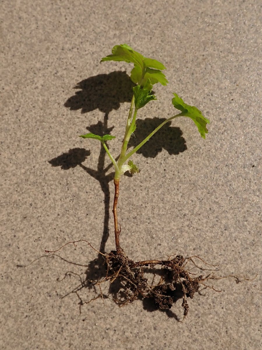 Смородина Плотнокистная черная - фото 5